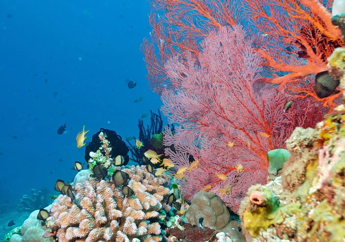 Home reef mornings