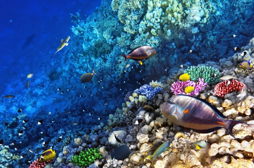 Home reef & nearby sites