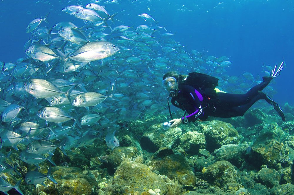 House reef, dive sites and PADI courses.